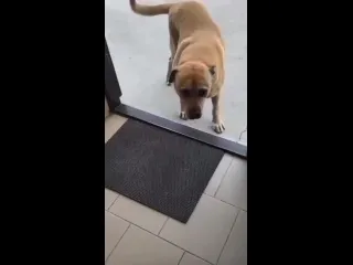 Видео от кот новости о животных