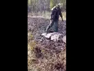 Видео от кот новости о животных