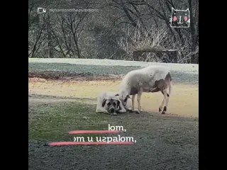 Пес чампли и ягненок ричард стали лучшими друзьями