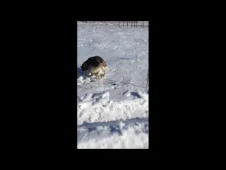 Волк зверь наследник предков