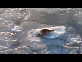 Тюлень увидел как его снимает дрон и попытался сбежать но с первого раза не получилось